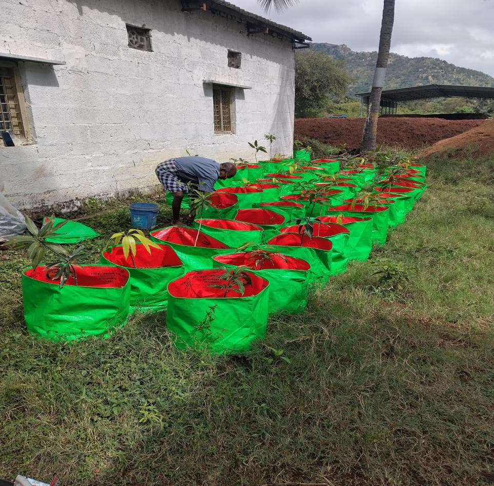 Lemon and other saplings being trialed under the cocoponics method